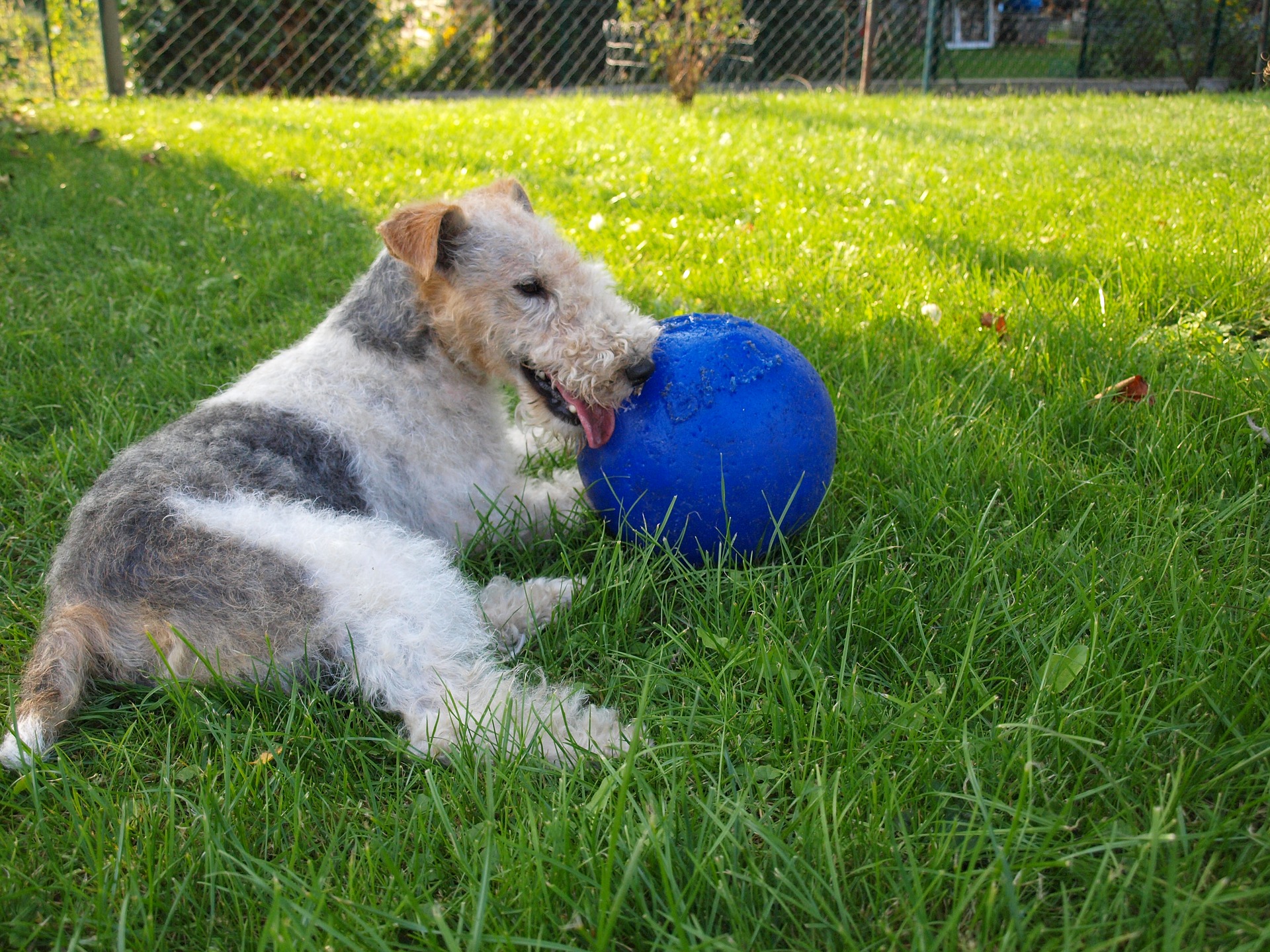 De Foxterrier speelt met een bal.